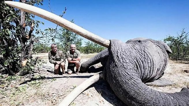 Caza de elefante.&nbsp;