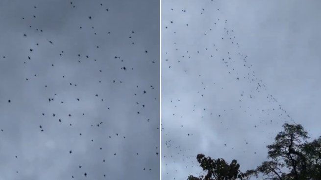 Esta especie de araña se caracteriza por trabajar en grupo.