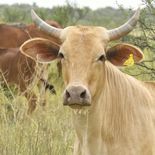 Sumatoria y The Nature Conservancy lanzaron una línea de crédito para impulsar la ganadería regenerativa en el Gran Chaco argentino.