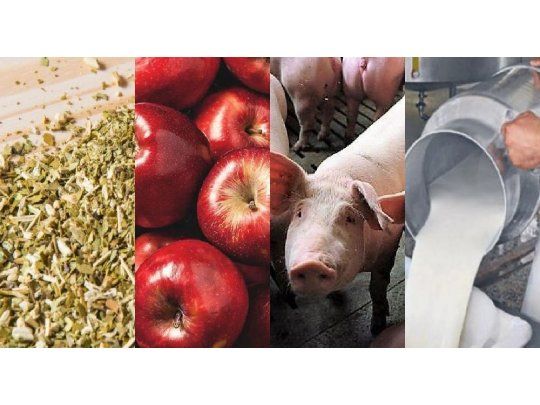 Yerba, Manzanas, Porcinos y Leche entre los sectores más afectados por la crisis.