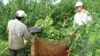 El gobierno de Misiones va a la Corte en contra de la desregulación yerbatera