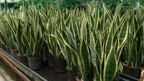 Una versión compacta de una de las plantas de interior más populares gana terreno en la decoración, por su tamaño y facilidad de mantenimiento.