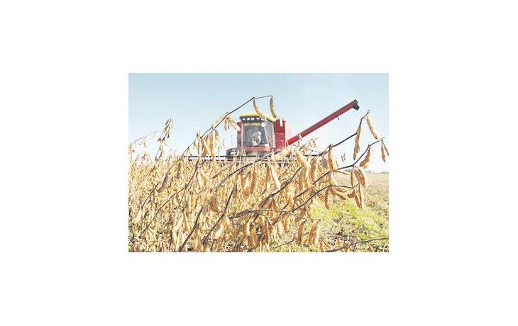 ámbito.com | Hay muy poca soja nueva vendida, y vencimientos muy fuertes que atender. Se dará una gran presión vendedora que llevará los precios a la baja.