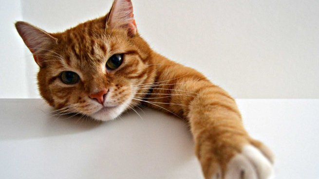 Flappie utiliza inteligencia artificial para detectar presas y bloquear el paso, ofreciendo una solución higiénica para millones de dueños de gatos.