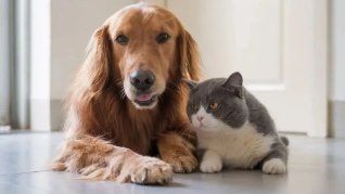 Las mascotas muchas veces sufren de un problema que los dueños no se dan cuenta. Las mascotas muchas veces sufren de un problema que los dueños no se dan cuenta.