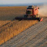 China adquirió cerca de 120.000 toneladas de trigo estadounidense, en una señal más política que económica. China adquirió cerca de 120.000 toneladas de trigo estadounidense, en una señal más política que económica.