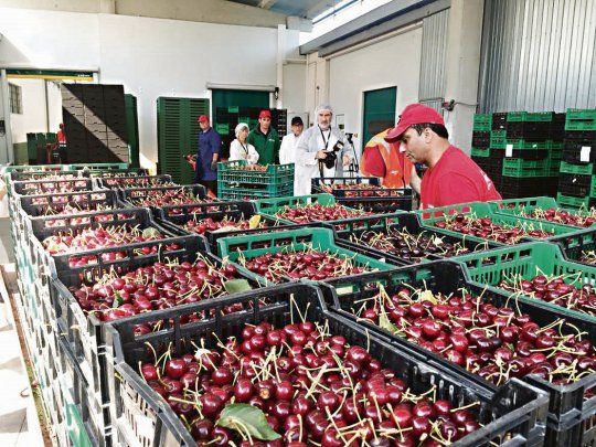 impacto regional. La apertura del mercado tailandés beneficia las producciones de frutas de Río Negro, Mendoza y San Juan.