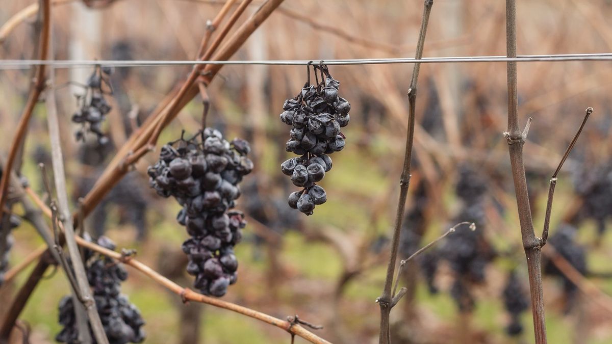 The government approved aid for 726 wine companies hit by drought