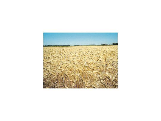 La Argentina es uno de los principales proveedores internacionales de trigo y su producción experimentaría una recuperación gracias a condiciones climáticas favorables.