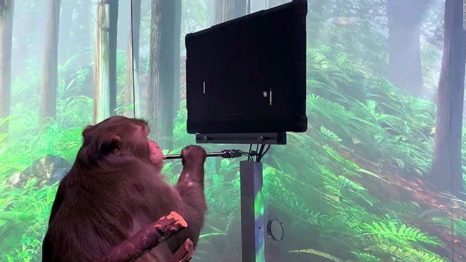 12 monos fallecieron a causa de un experimento impulsado por una empresa de Elon Musk