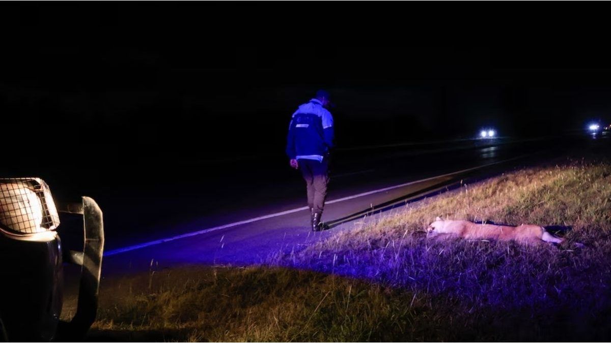 A puma appeared dead in Villa Gesell: recommendations in case you encounter one