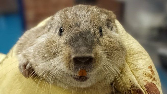 El Ctenomys Uco es una especie única en el mundo que solamente había sido vista dos veces en el Valle de Uco.
