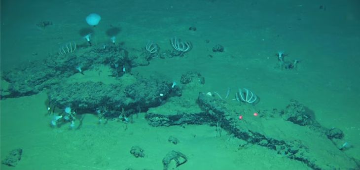 El mayor cementerio marino de ballenas del que se tenga registro. El mayor cementerio marino de ballenas del que se tenga registro.