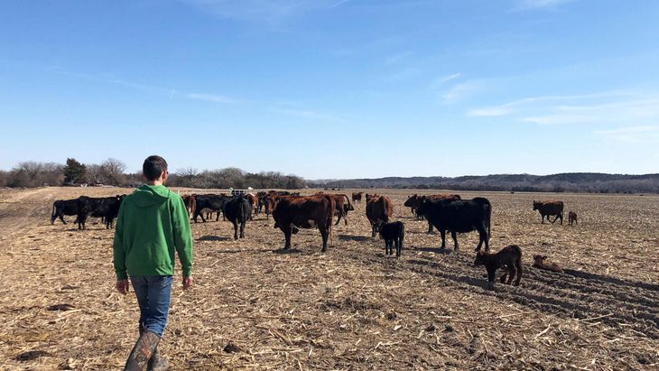 Ganaderos en pie de guerra con Donald Trump por el impacto al mercado Ganaderos en pie de guerra con Donald Trump por el impacto al mercado