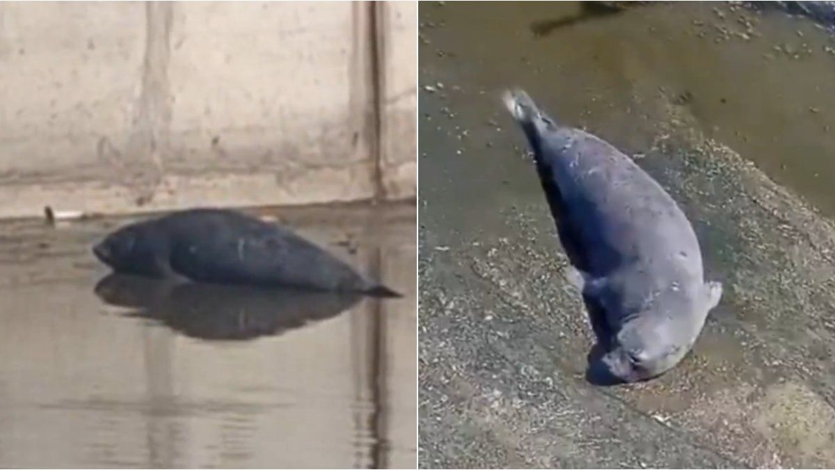 A sea lion appeared in an unusual way in a stream in La Plata