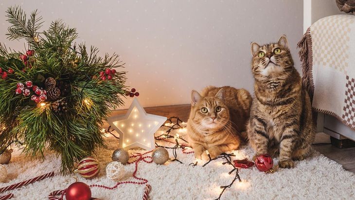 ¿Cómo evitar que mi gato dañe el árbol de Navidad? 