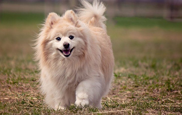 Elperro, de la raza pomerania, tenía 17 años (imagen ilustrativa)