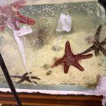 Detectaron el contrabando de 700 animales marinos, entre ellos, estrellas marinas. Detectaron el contrabando de 700 animales marinos, entre ellos, estrellas marinas.