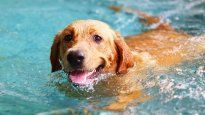 El peligro de los perros al nadar en las piletas con cloro.