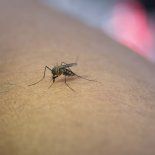 Ante el calor y la lluvia, existen varias alternativas para combatir a este insecto. Ante el calor y la lluvia, existen varias alternativas para combatir a este insecto.