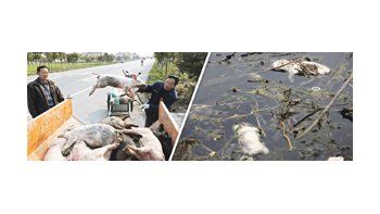 Unos 5.916 cadáveres de cochinillos y cerdos adultos, algunos de los cuales pesaban más de 150 kilos, fueron sacados de las aguas del río Huangpu .
