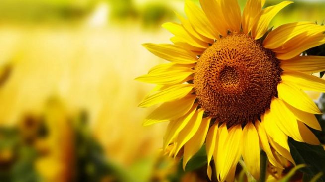 El aceite de girasol FOB argentino escaló un 45% desde principios de año, alcanzando los u$s1.140 por tonelada.