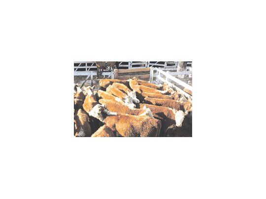 Medidas oficiales destruyeron negocio ganadero, y además provocaron precios altos paraconsumidor y bajos para el productor, aseguró la Sociedad Rural.