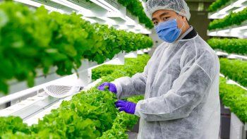 La lechuga se siembra en containers y bajo luz LED.