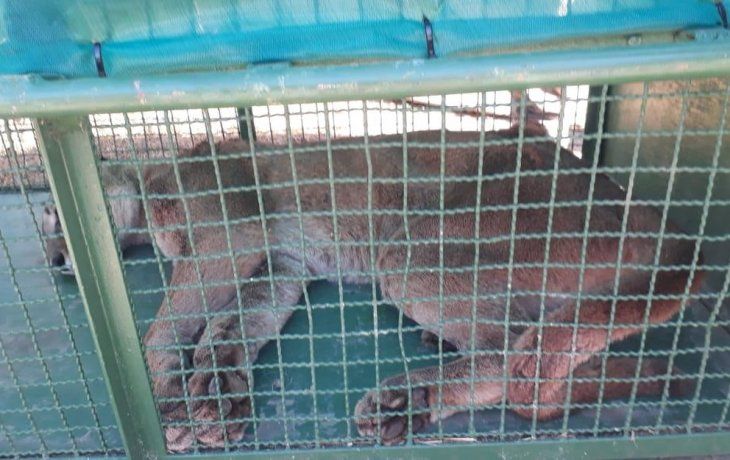 El animal fue sedado con dardos tranquilizantes disparados por un tirador especializado.