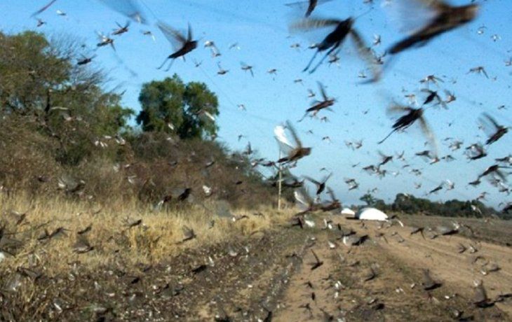 Las langostas son combatidas en el norte del pa&iacute;s donde por el momento no afect&oacute; los cultivos.