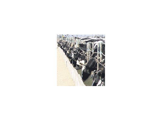 En el balance de la dieta de una vaca lechera de alta producción, se analizó la utilización de trigo y cebada en función de la variabilidad de sus costos relativos.