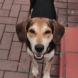 Se celebra el Día Mundial del Perro Adoptado para concientizar sobre el abandono y promover la tenencia responsable.