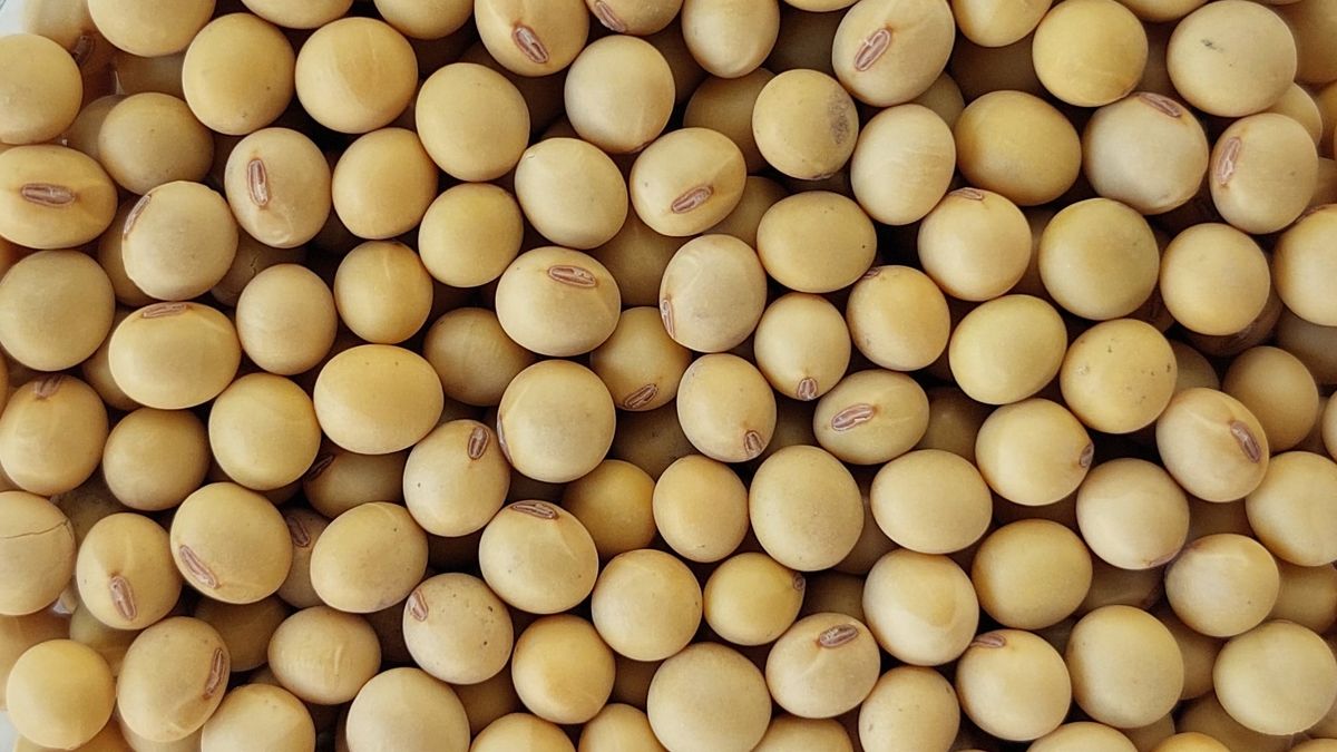 The soybean harvest will be almost 77% lower than projected for 2023