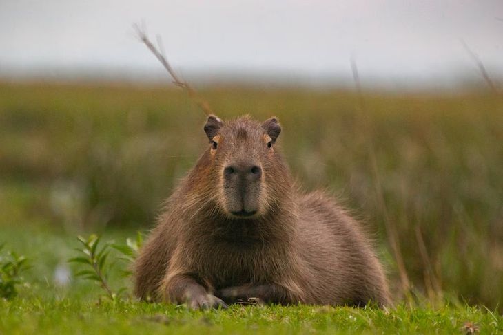 Tres familias de carpinchos en riesgo serán trasladadas a una reserva del Delta. Tres familias de carpinchos en riesgo serán trasladadas a una reserva del Delta.