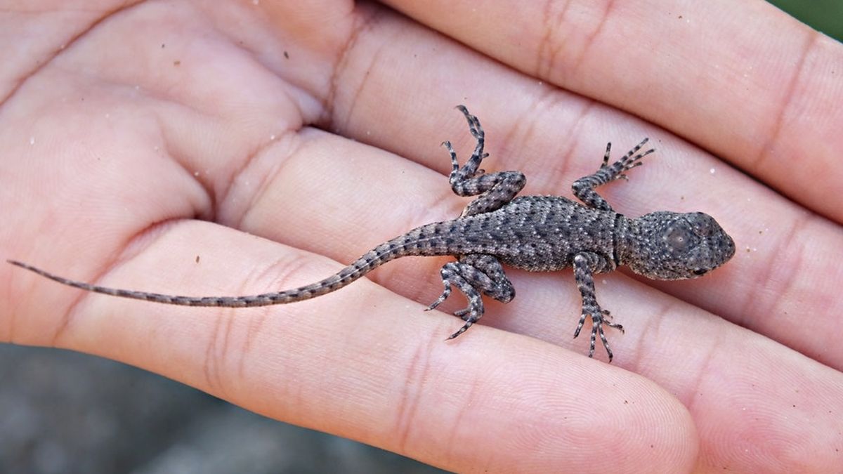 What means that lizards appear in the house