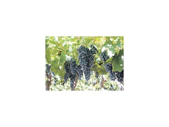 El Instituto Nacional de Vitivinicultura anunció que la producción de uvas tendrá en 2011 un incremento del 6% respecto de este año.