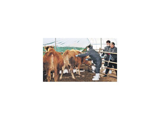 En Corea del Sur veterinarios vacunan vacas como parte de las medidas preventivas tras elevar al máximo el nivel de alerta por la aftosa.