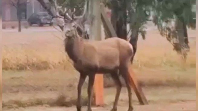 Capturan un ciervo en Córdoba
