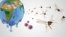 climate change: by 2085 there will be 60% more people infected with dengue in the world
