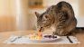 The remains of meals with condiments, bones or excess fat affect our pets, so they do not corrupt their diet. The remains of meals with condiments, bones or excess fat affect our pets, so they do not corrupt their diet.