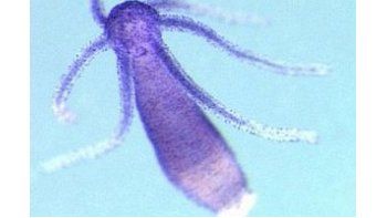 Hidra, un invertebrado que no mide más de un centímetro