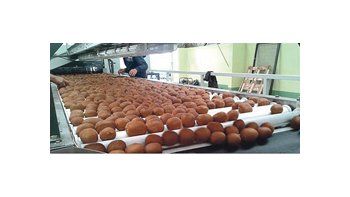 La producción de kiwi en la Argentina se concentra en Baradero, La Plata, General Madariaga, General Pueyrredón y Balcarce.
