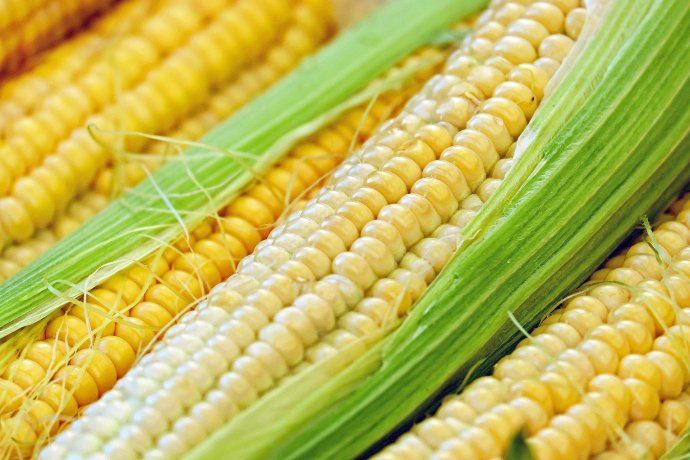 El Gobierno anunció la reapertura parcial de las exportaciones de maíz