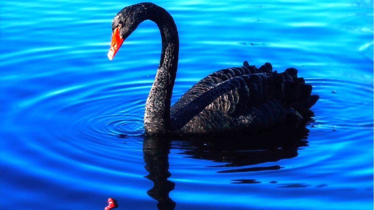 What will be the next black swan of 2023?