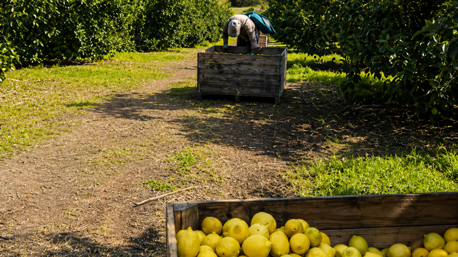 Tucumán concentra gran parte de la producción limonera argentina y el complejo citrícola continúa como uno de los principales motores exportadores de la provincia