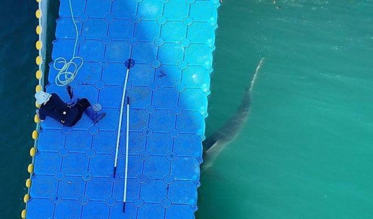 El operativo de rescate incluyó a decenas de trabajadores que maniobraron una plataforma flotante por el canal para empujar fuera a la hembra, de 3 metros de largo.