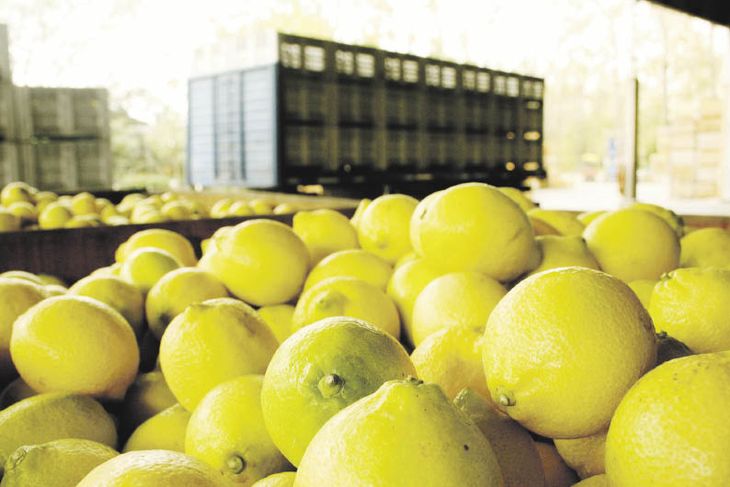 presencia. El producto más exportado por el distrito gobernado por el peronista Osvaldo Jaldo fue el limón y sus derivados.
