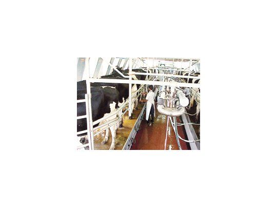 La semana pasada, la industria informó que bajará el precio que paga por litro de leche a los productores. Esto generó el rechazo de los tamberos y si la situación no cambia, podrían retomar las protestas, como escraches a las usinas o repartir leche en la puerta de los supermercados.
