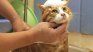 Their instinct and natural care make cats avoid the bathroom, since water alters their smell and generates unnecessary stress.