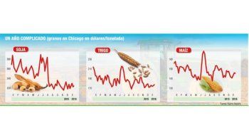 Bajas en soja y maíz, alzas en trigo